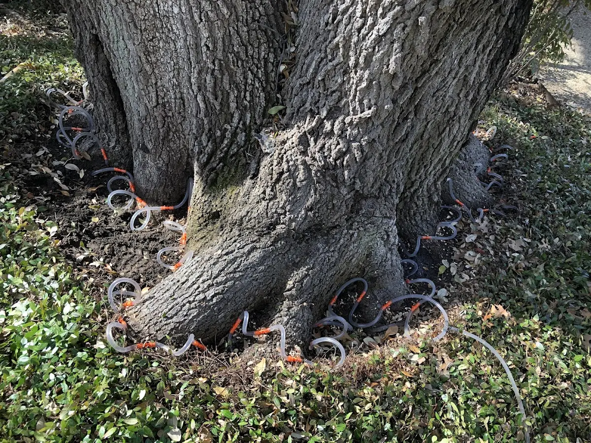 Detailed Tree Cabling and Bracing job site in Crete