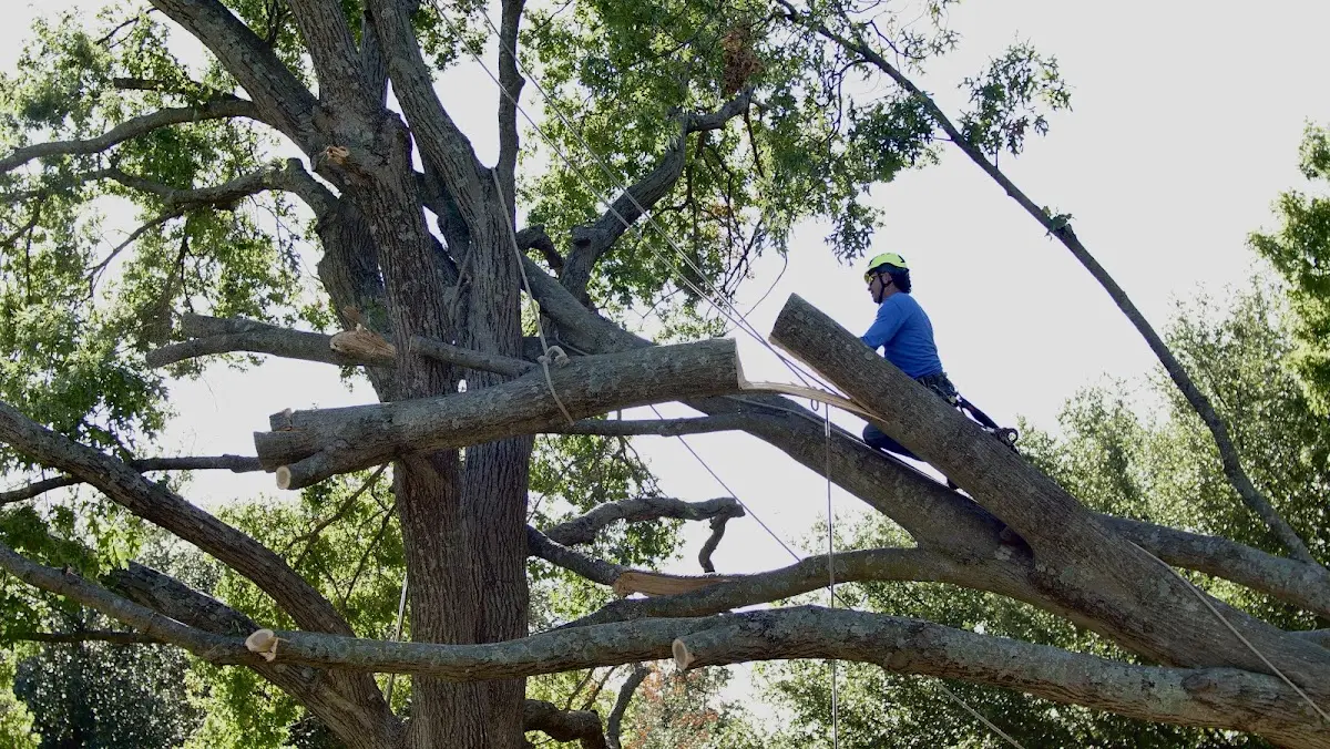 Professional Crown Thinning performed by certified arborists in Crete
